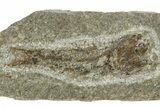 Oligocene Fossil Lanternfish (Eomyctophum) - Poland #374302-1